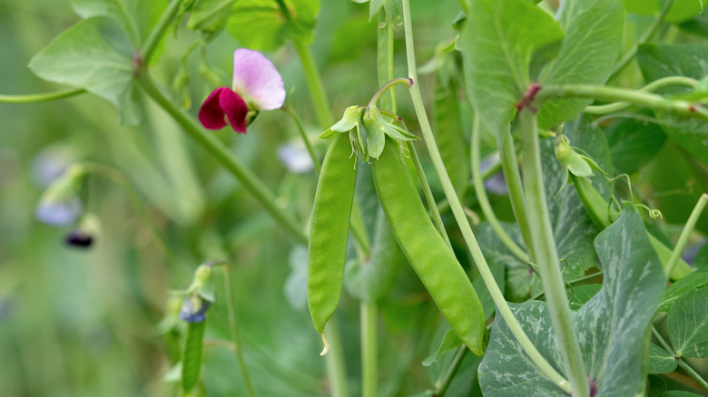 Closeup on green peas