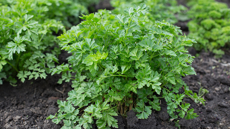 Parsley plant