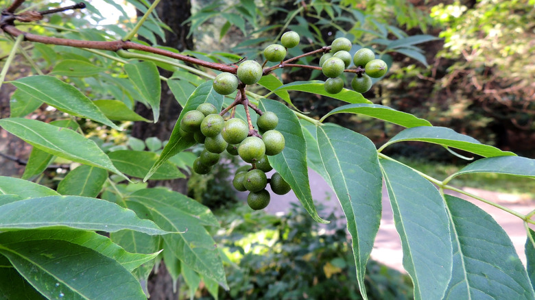 Foliage and fruit of the Amur cork tree