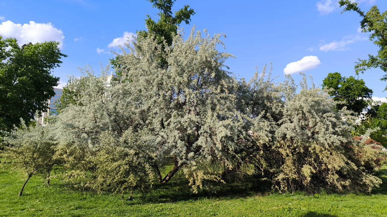 Russian olive trees blooming in spring