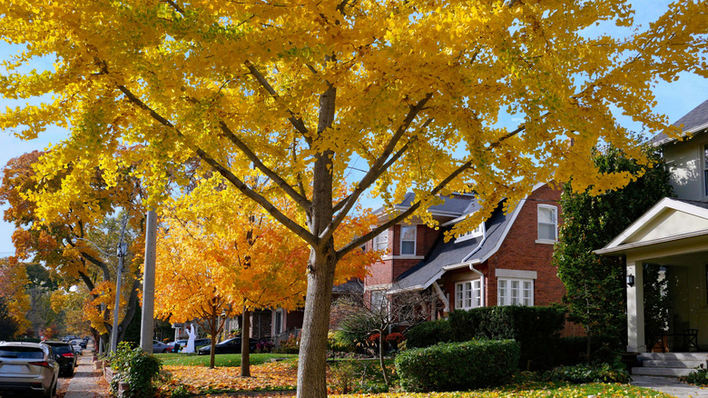Norway maples on a suburban street