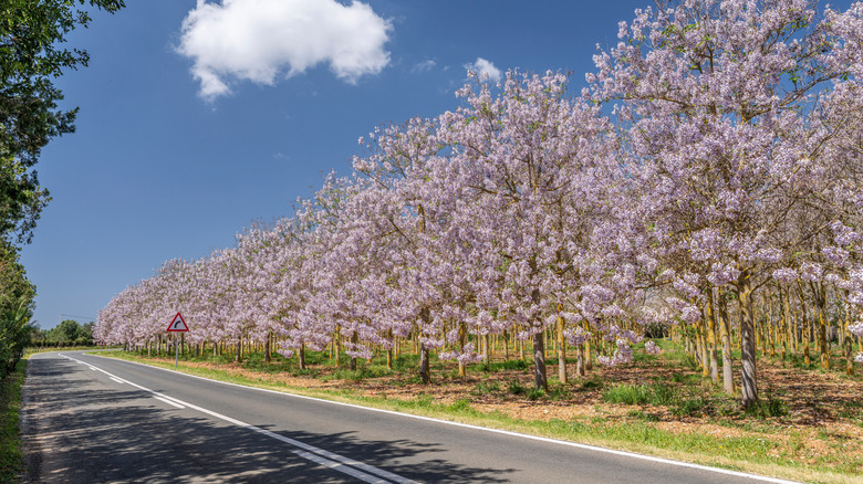 a row of princess trees alongside a road