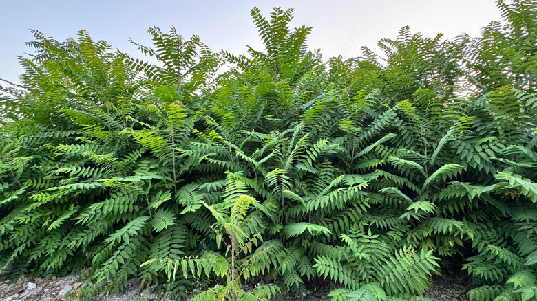 a dense cluster of trees of heaven
