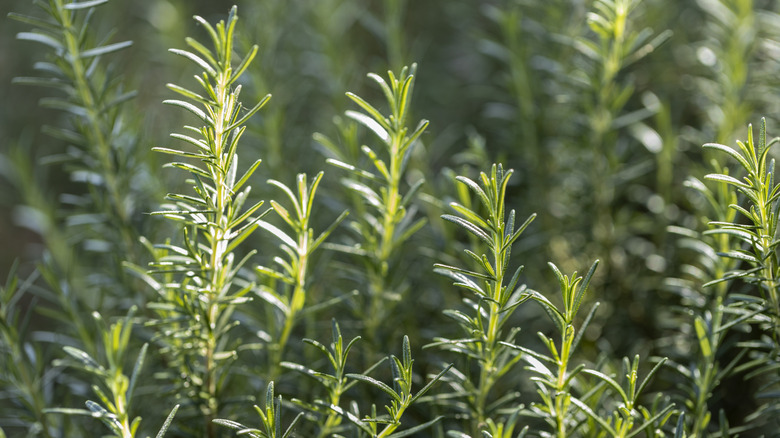 Rosemary plants