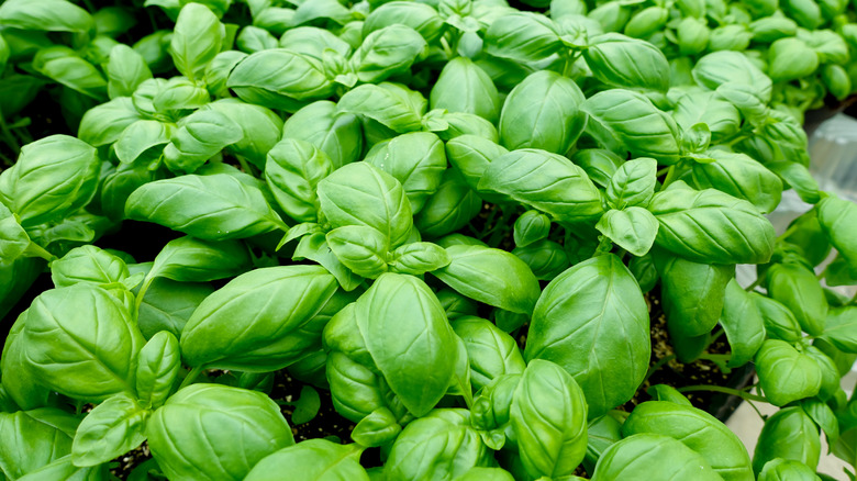 Basil plant
