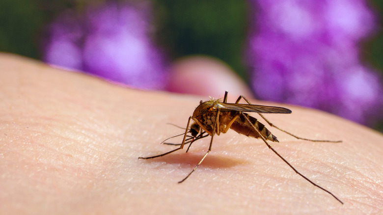 a common mosquito drawing blood on skin
