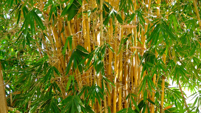 golden bamboo growing in a yard