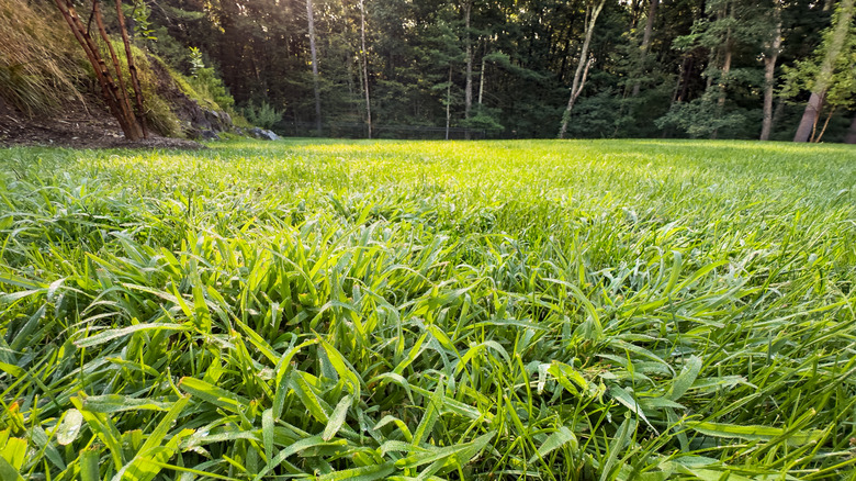 crabgrass spreading across a lawn