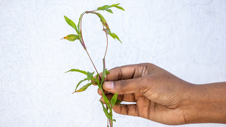 a hand holding an uprooted crabgrass weed