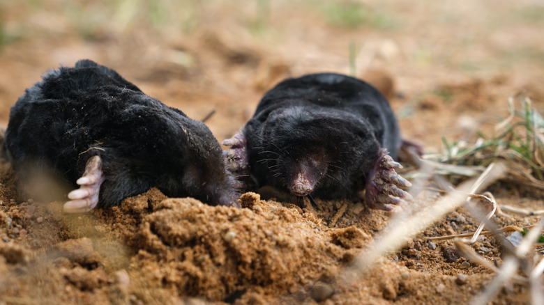 Two moles digging mole hills in the dirt.