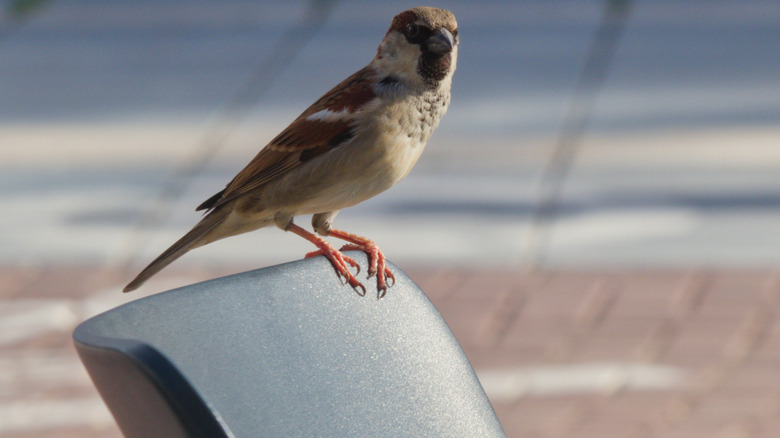 House sparrow perched on the back of a chair