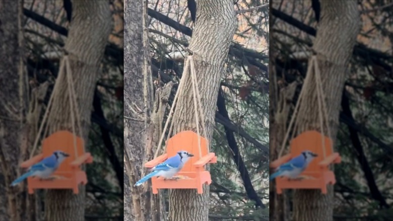 Blue Jay on rocking chair feeder from Aldi
