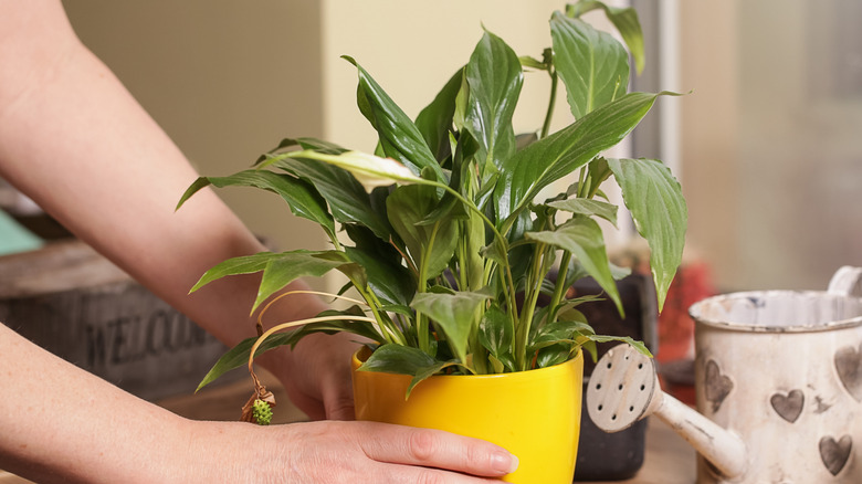 This Bathroom Staple Could Help Your Peace Lily Plants Thrive
