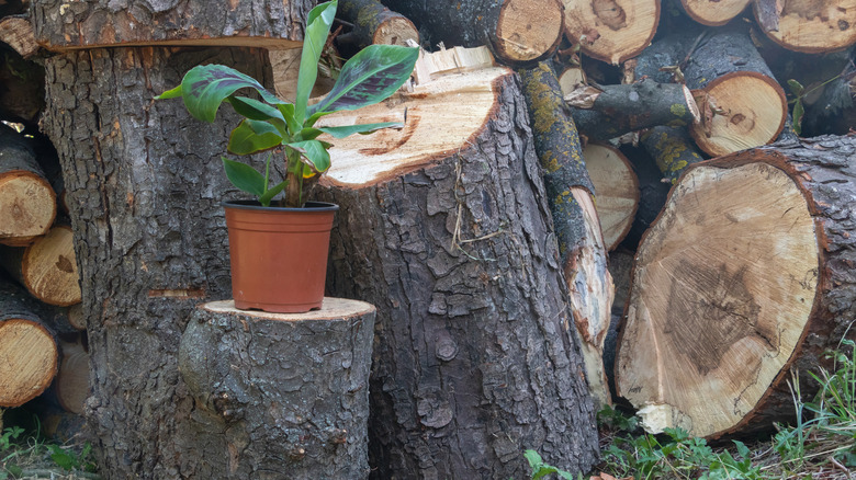 pieces of logs to use as planters
