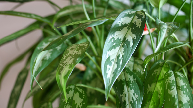 Darker variegated Aglaonema plant leaves