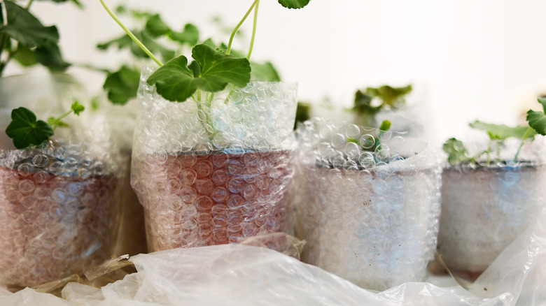 small house plants wrapped in bubble wrap for insulation