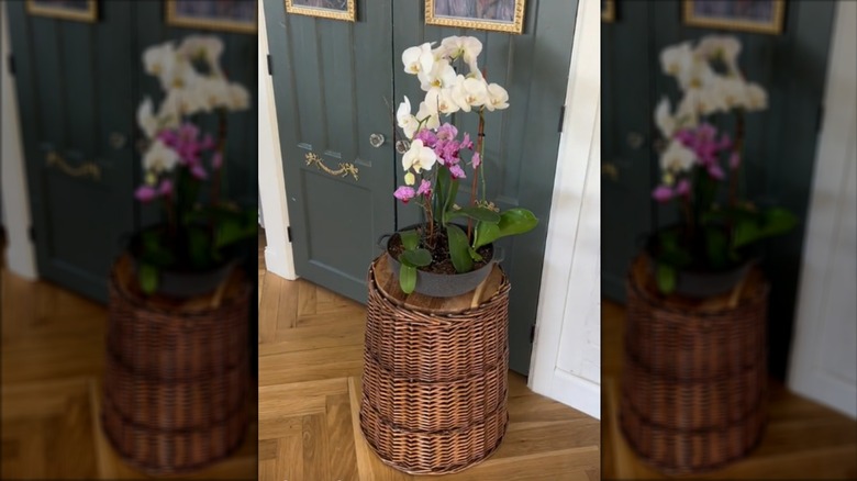 Wicker laundry hamper repurposed as a houseplant stand