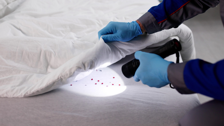 Person with flashlight looking for bed bugs in mattress