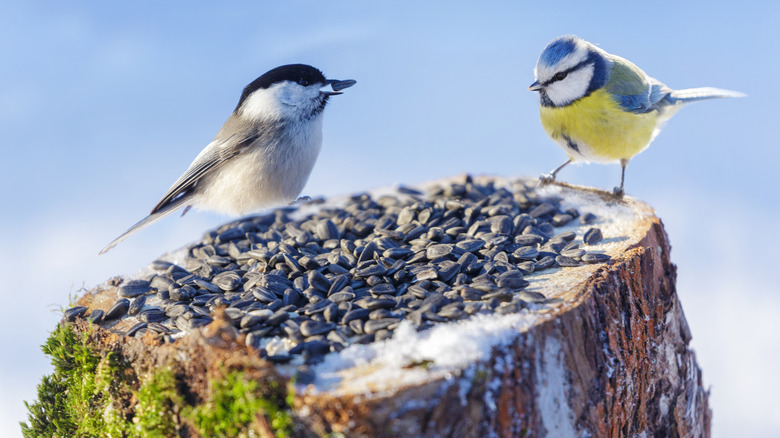 Small birds feeding at a stump feeder