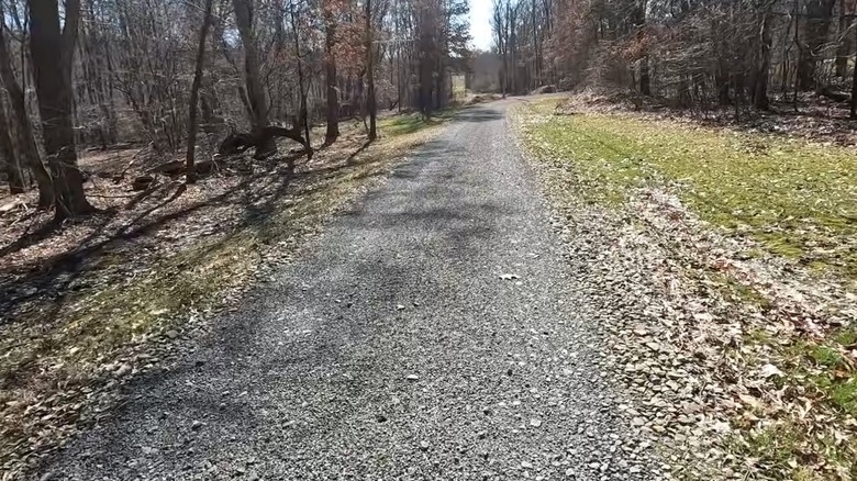 Long tar-and-chip driveway lined with trees