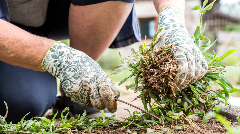 Gloved hands pulling up weeds