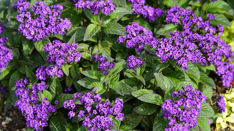 Heliotropium arborescens flower with purple color