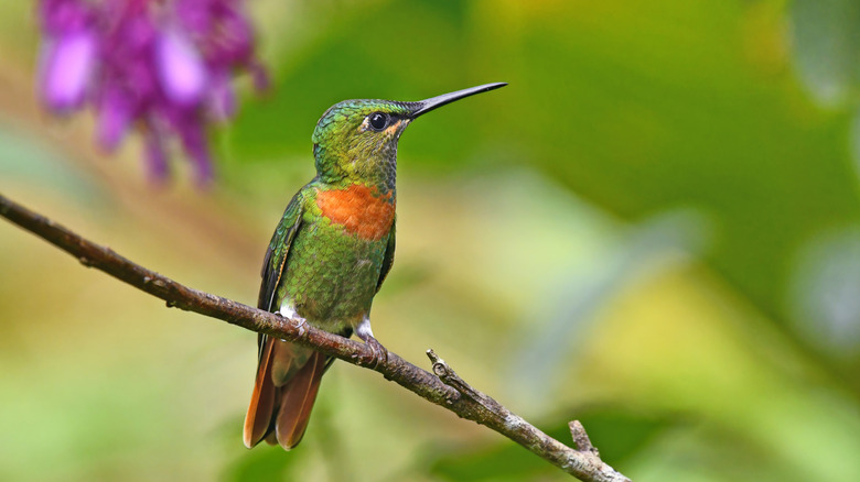 a hummingbird sits on a branch with a cluster of purple flowers behind it