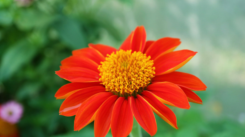 closeup of a blooming Mexican sunflower