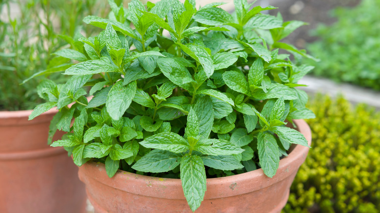 Mint growing in a terracotta pot
