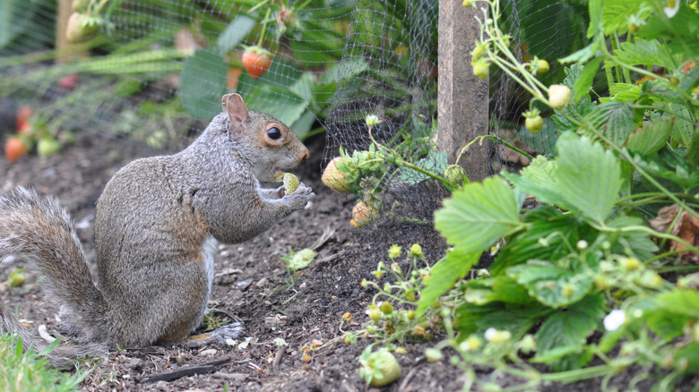 Squirrel eating berries in a garden