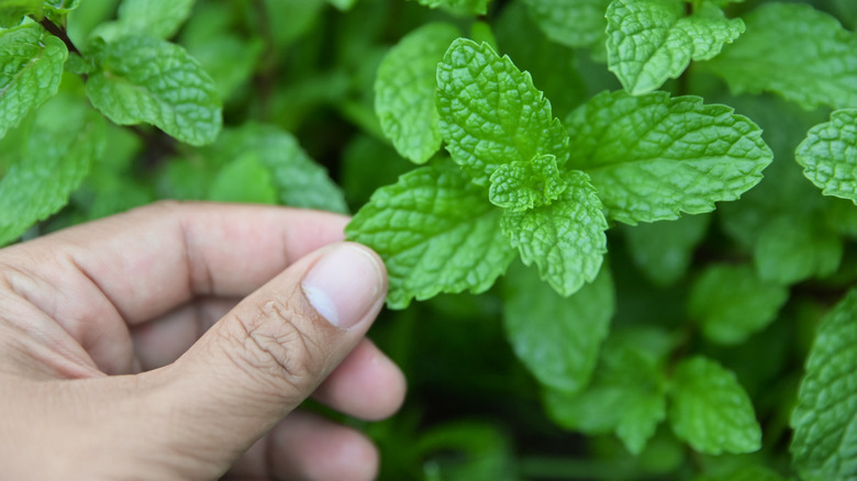 Hand holding a spearmint leaf