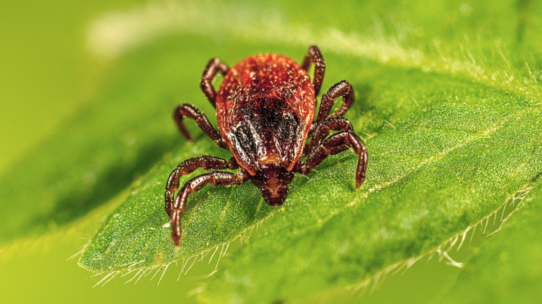 Close up of a tick on a leaf.