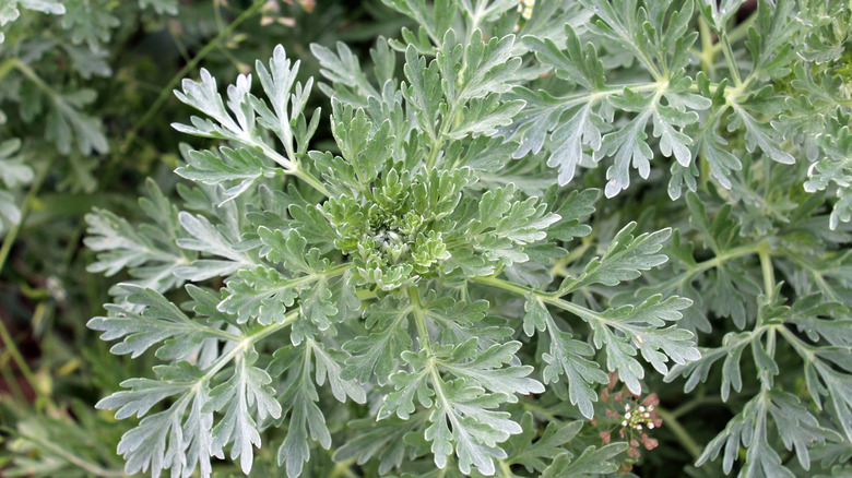 Close up of the silvery-green leaves of a wormwood bush.