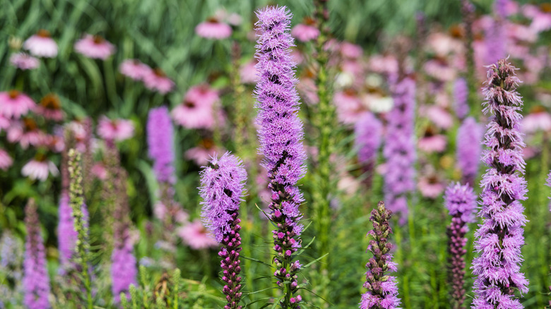 Liatris flowers in a garden