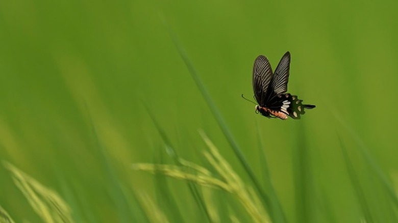 Butterflies approaching grass