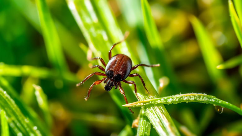 Close-up of a tick crawling on grass