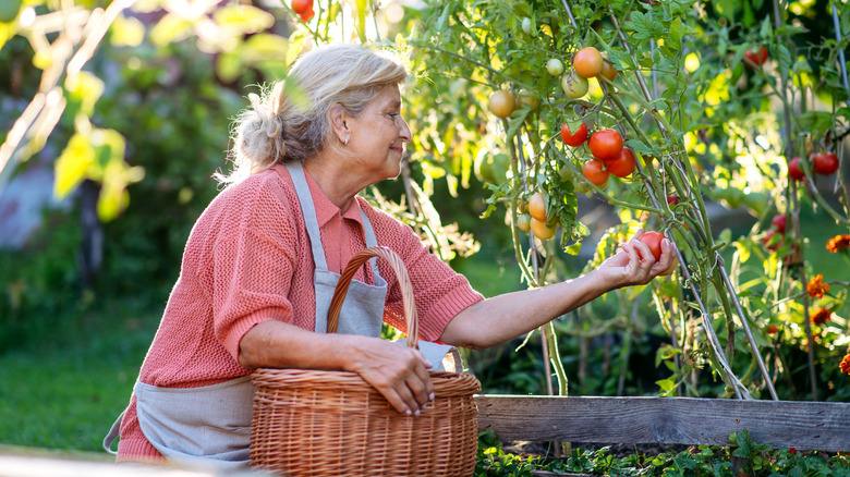 Person harvesting tomatoes by hand with basket