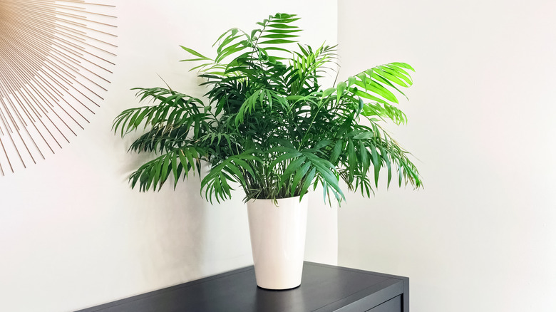 Potted parlor palm stationed on a black dresser