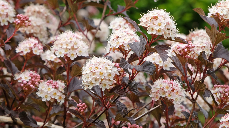 a ninebark shrub with white flowers and dark purple leaves