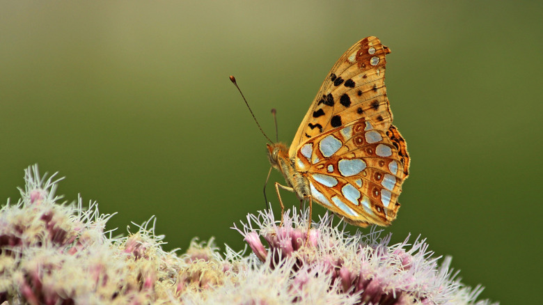 a butterfly sits on a common ninebark plant