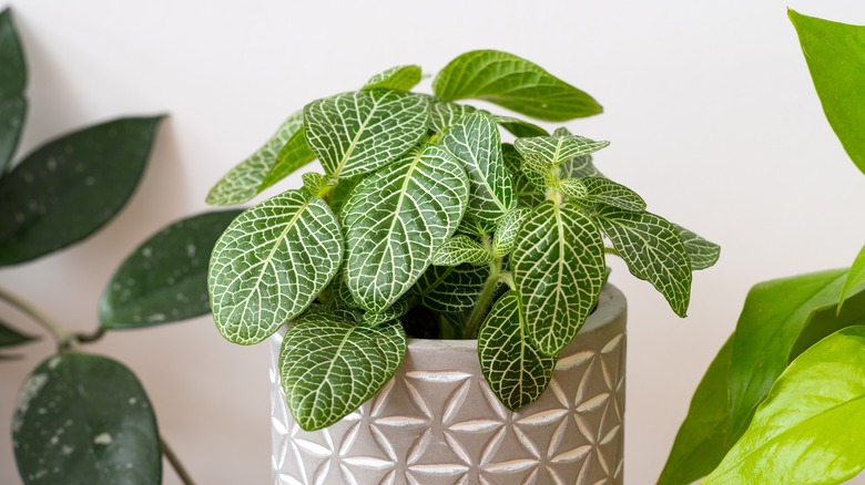 Properly planted nerve plant