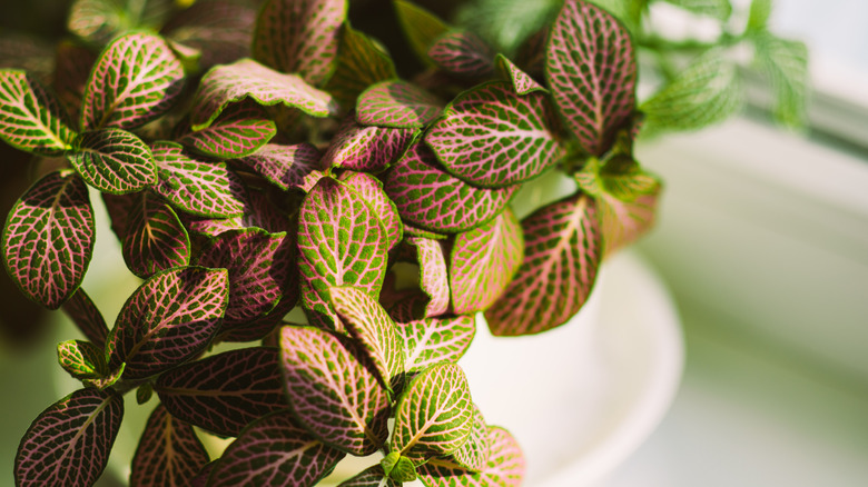 Colorful nerve plant