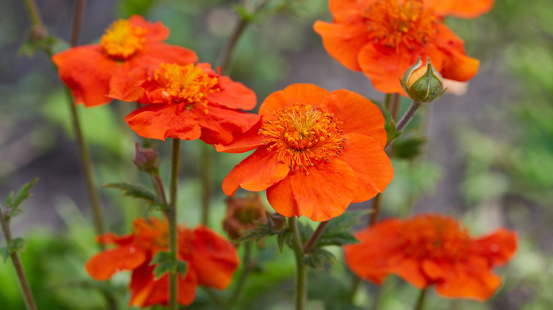 Close-up of orange geums in bloom