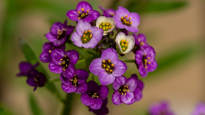flower of sweet alyssum in bloom