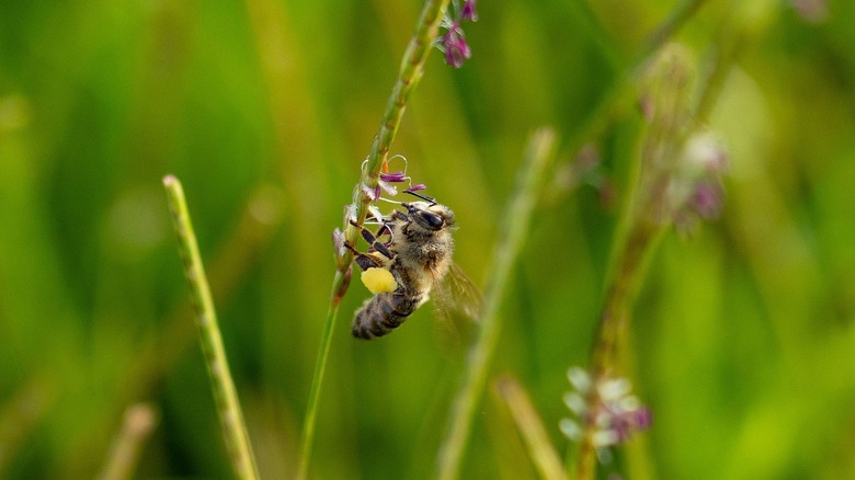 Macro shot of a bee collecting pollen from centipedegrass
