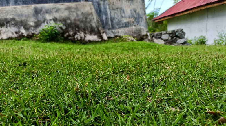 Close-up of centipedegrass