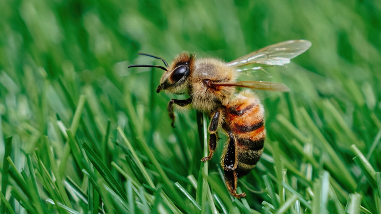 Close-up of a bee on a blade of grass