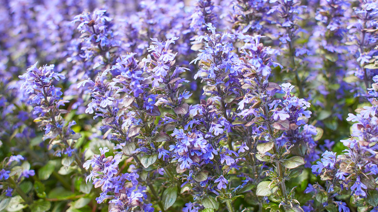 bugleweed flowers in bloom