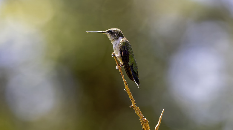 a young hummingbird perched on a stick