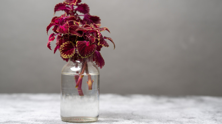 Coleus plant cuttings sitting in a jar of water